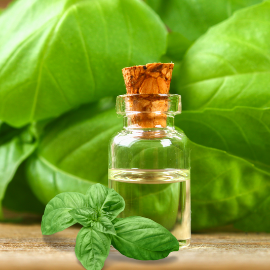 Basil Liquid Extract