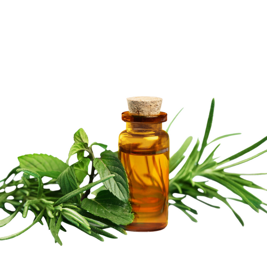 Green Tea Fragrance Oil