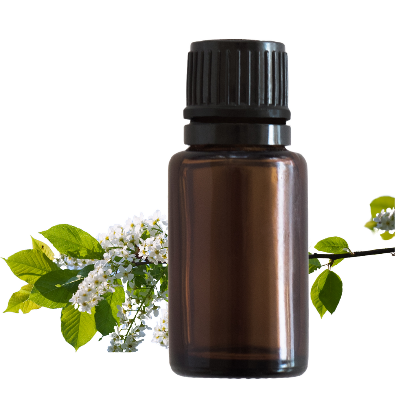 Cajeput Essential Oil