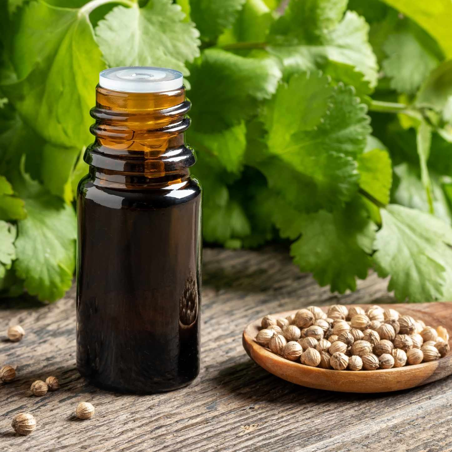 Coriander Liquid Extract